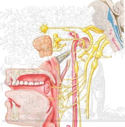 Невралгия языкоглоточного нерва Невралгия языкоглоточного нерва фото