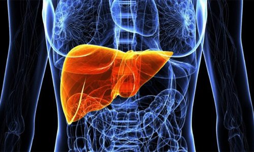 Наиболее подвержена воздействию алкоголя печень