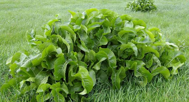 что лечит хрен-рецепты